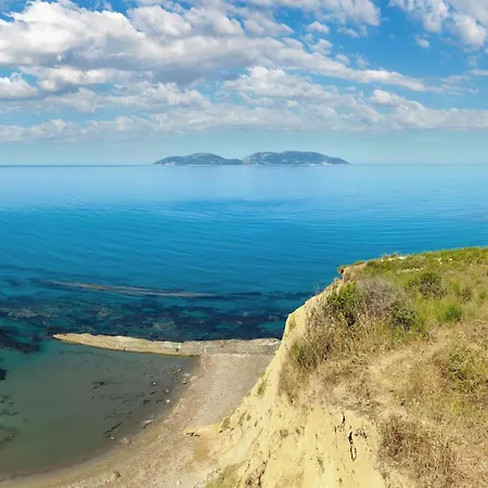Golden Palm Radhime - Happy * Vlore